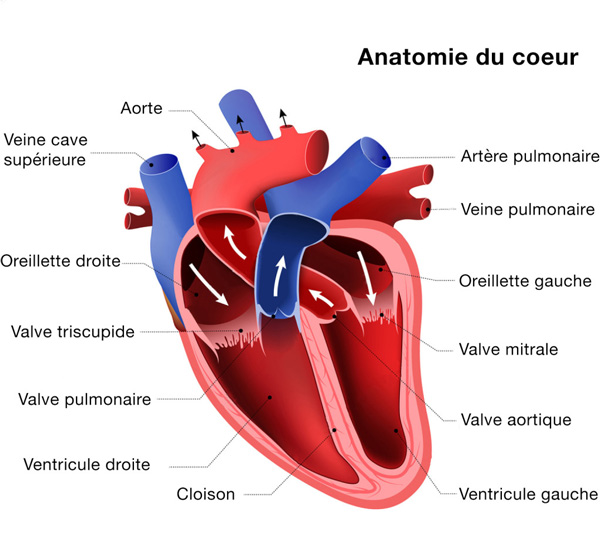 Anatomie coeur
