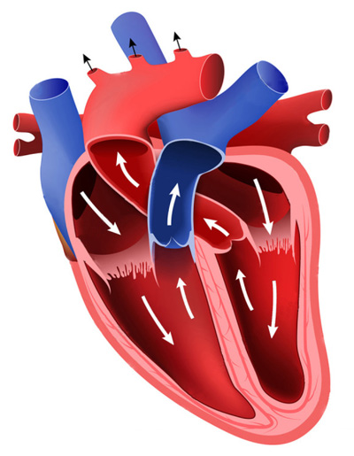 circulation sang